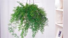 A. Sprengeri: looks good cascading from pots - credit all images: Floramedia Database